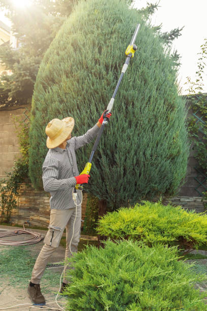 Best Emergency Storm Tree Removal  in Laramie, WY